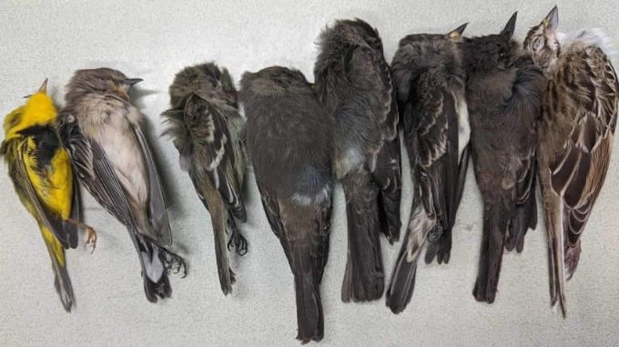 Bird death at Jatinga Village mystery solved
