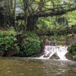 living Root Bridges of Meghalaya
