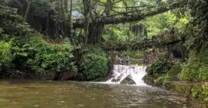 living Root Bridges of Meghalaya