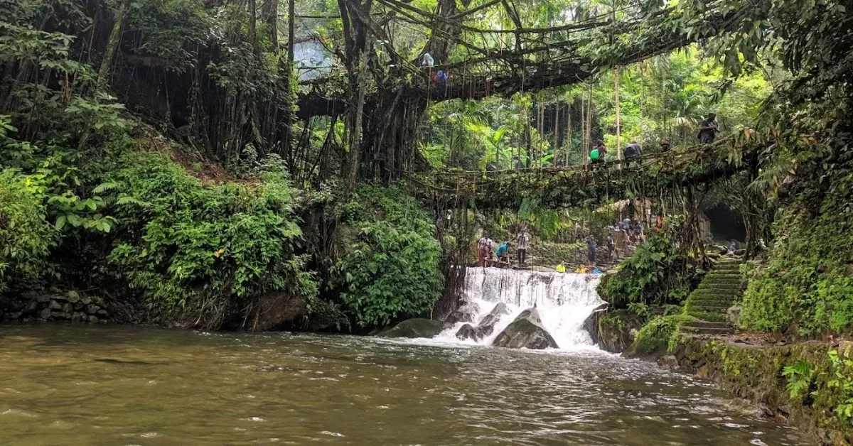 living Root Bridges of Meghalaya