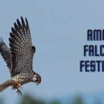 amur falcon festival of North East India