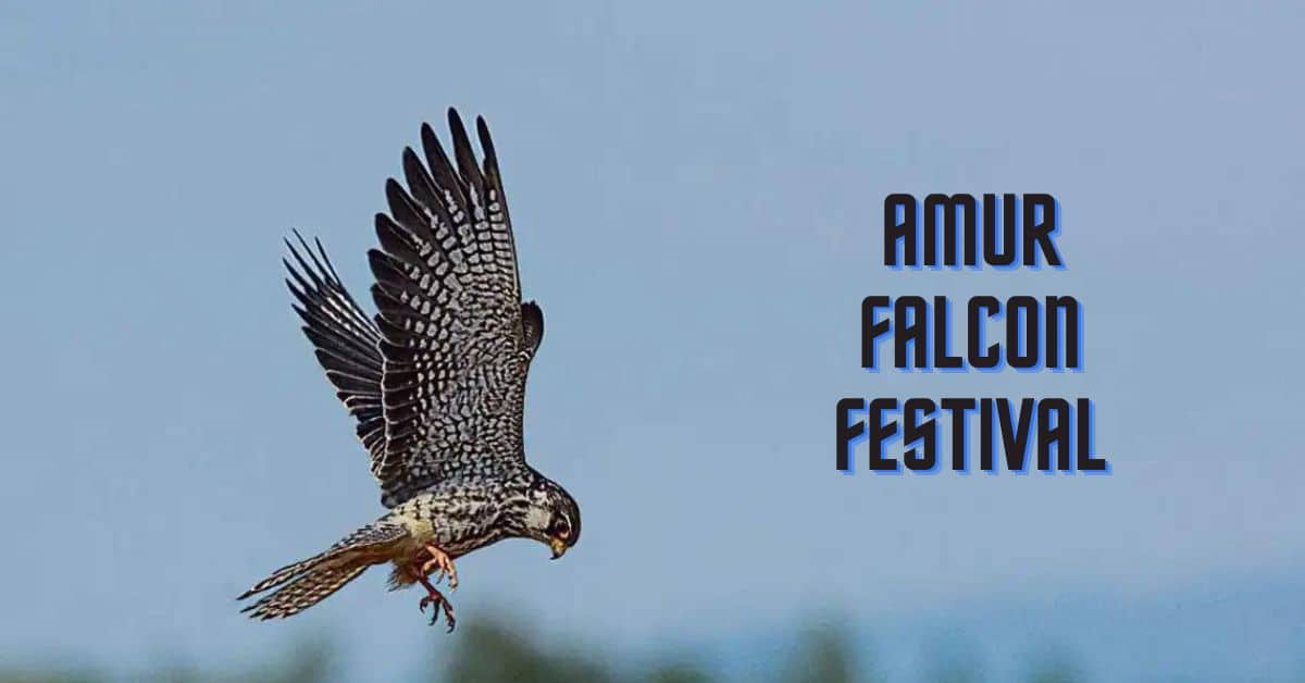 amur falcon festival of North East India