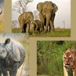 big five animals of kaziranga national park.jpg