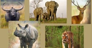 big five animals of kaziranga national park.jpg