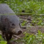 Pygmy Hog of Assam in Manas National Park