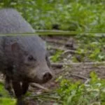 Pygmy Hog of Assam in Manas National Park