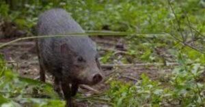 Pygmy Hog of Assam in Manas National Park