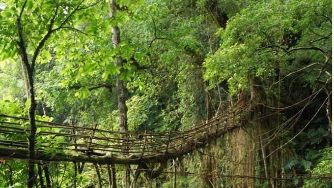 Longest root of bridges of Meghalaya in Mawkyrnot