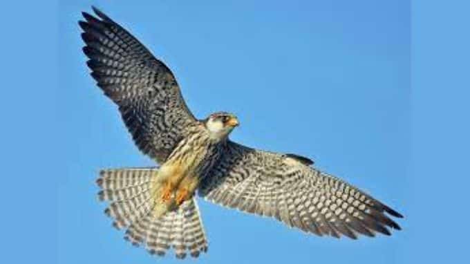 amur falcon at dima hasao assam falcon festival