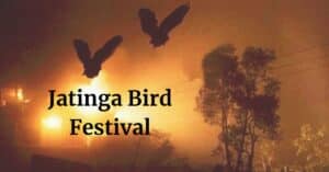 Jatinga Bird Festival