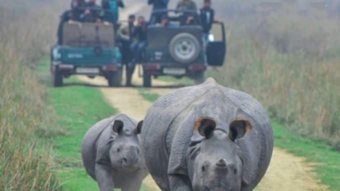 booking and price of jeep safari in pobitora wildlife sanctuary