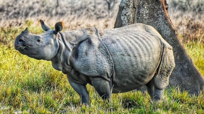 One Horned Rhinoceros at Pobitora Wildlife Sanctuary