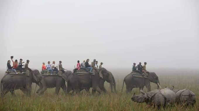 Elephant safari in Pobitora wildlife sanctuary