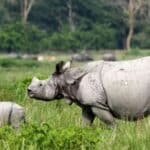 pobitora wildlife sanctuary travel