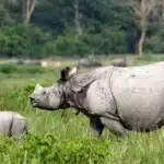 pobitora wildlife sanctuary travel