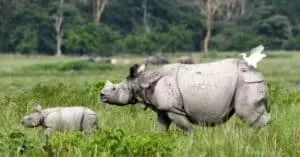 pobitora wildlife sanctuary travel