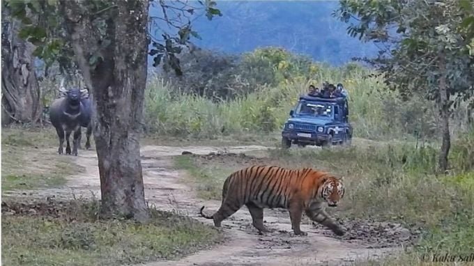 How To Book Jeep Safari in Kaziranga