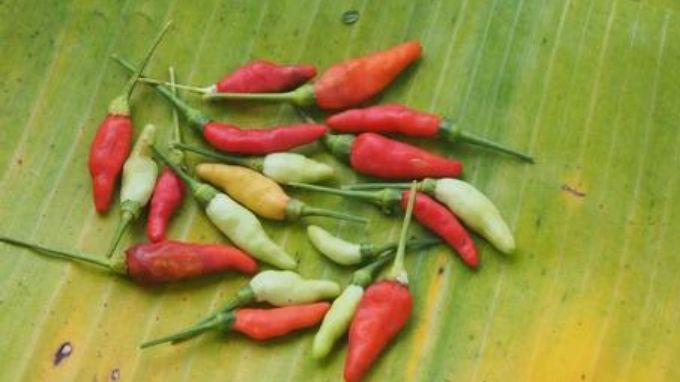 Bird’s Eye Chilli or Kon Jolokia Gi tagged products from Assam