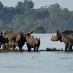 Floods in Kaziranga National Park : Disaster or Blessing in Disguise