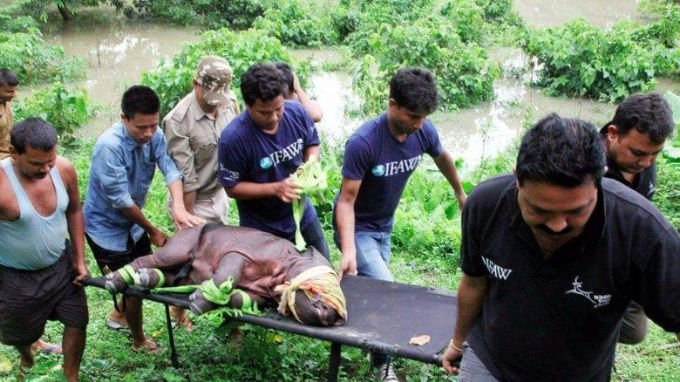 Animals being rescued during floods in Kaziranga