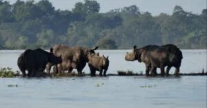 Floods in Kaziranga National Park : Disaster or Blessing in Disguise