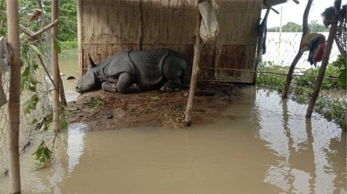 Rhino from Kaziranga National Park getting rest in front of a home