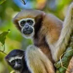 Save Hoolock Gibbon of Assam