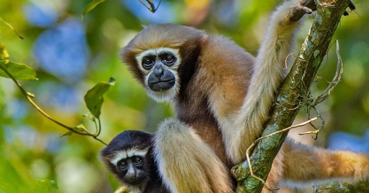 Save Hoolock Gibbon of Assam