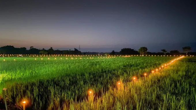 Earthen Lamps (Akash Banti) in paddy fields during Kati Bihu