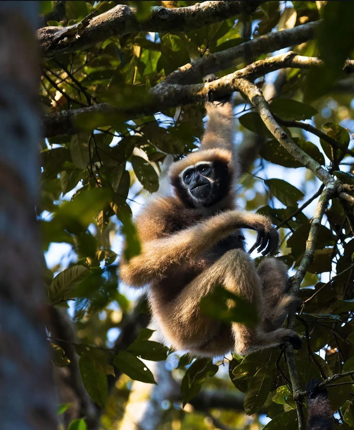 Save Hoolock Gibbon of Assam
